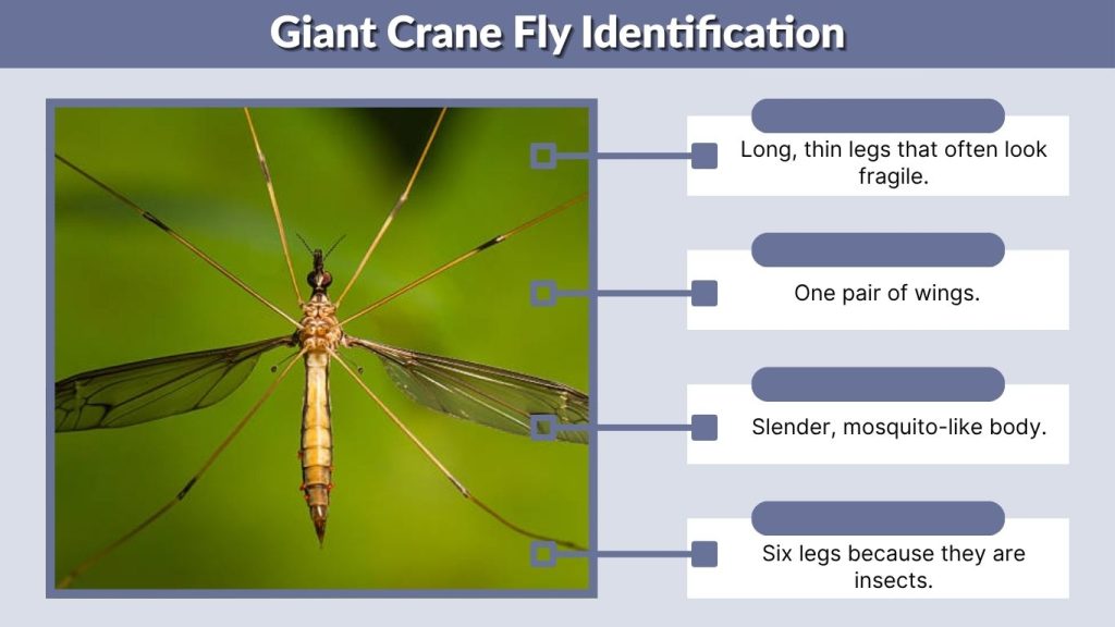 Giant Crane Fly Identification
