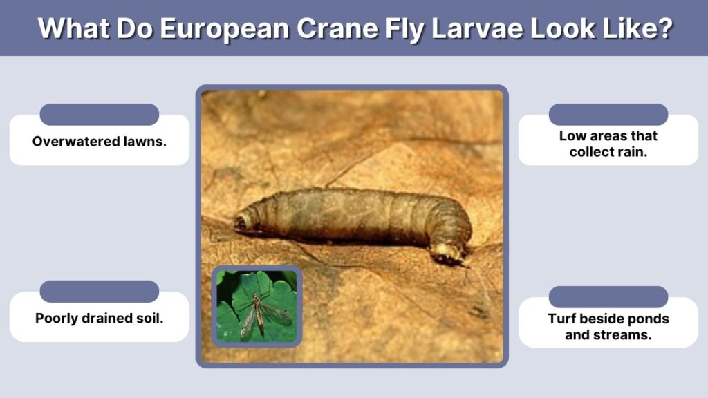 What Do European Crane Fly Larvae Look Like?