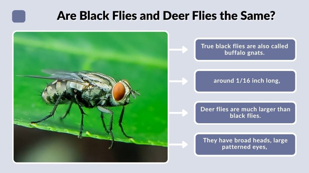Are Black Flies and Deer Flies the Same?