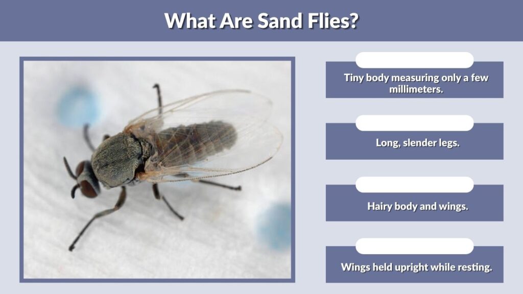 What Are Sand Flies?