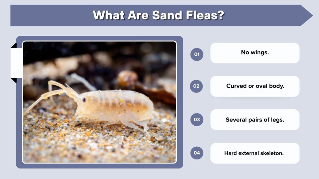 What Are Sand Fleas?
