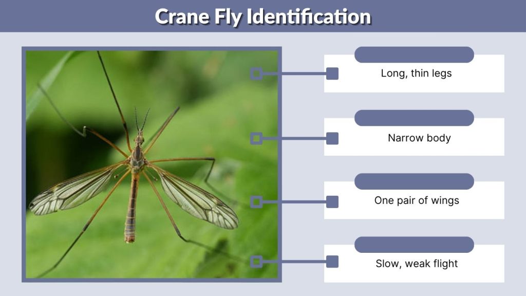 Crane Fly Identification