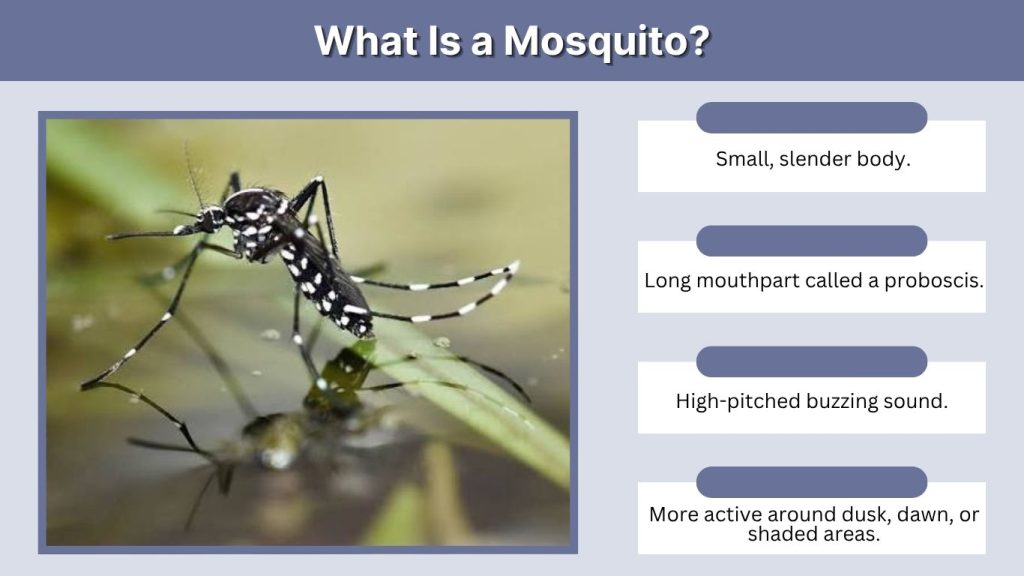 What Is a Mosquito?