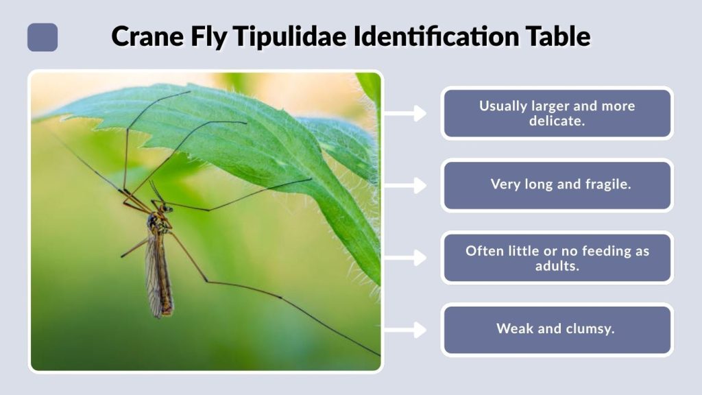 Crane Fly Tipulidae Identification Table