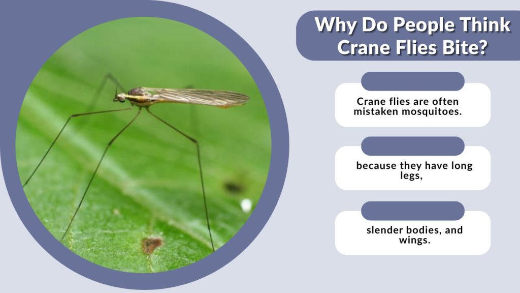 Why Do People Think Crane Flies Bite?