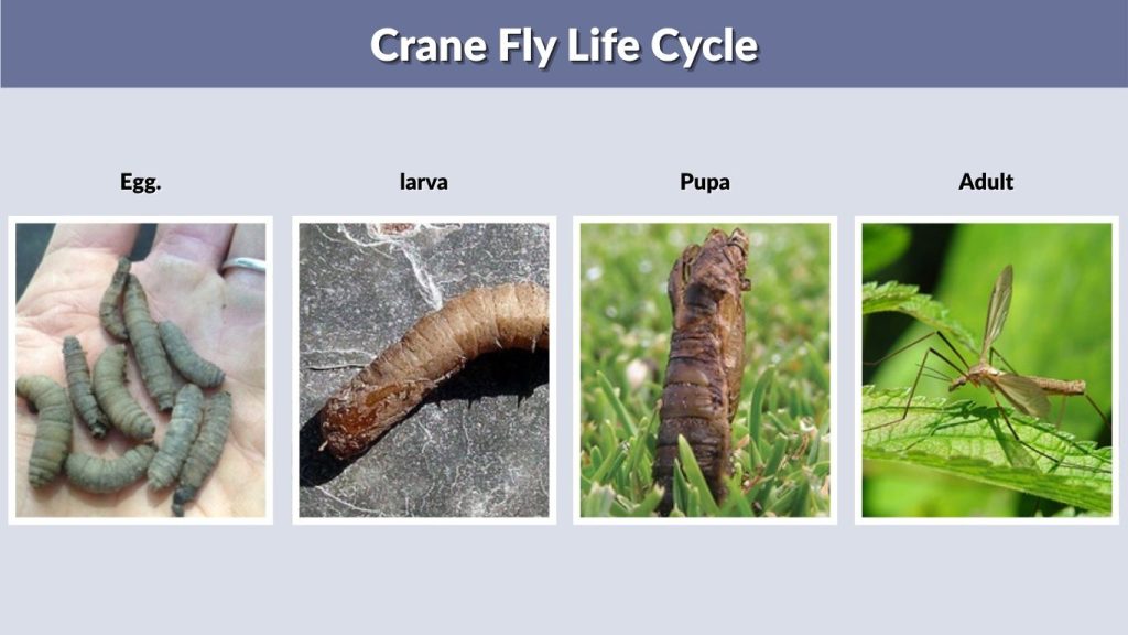 Crane Fly Life Cycle