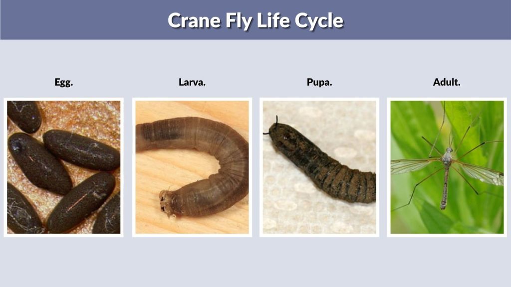 Crane Fly Life Cycle