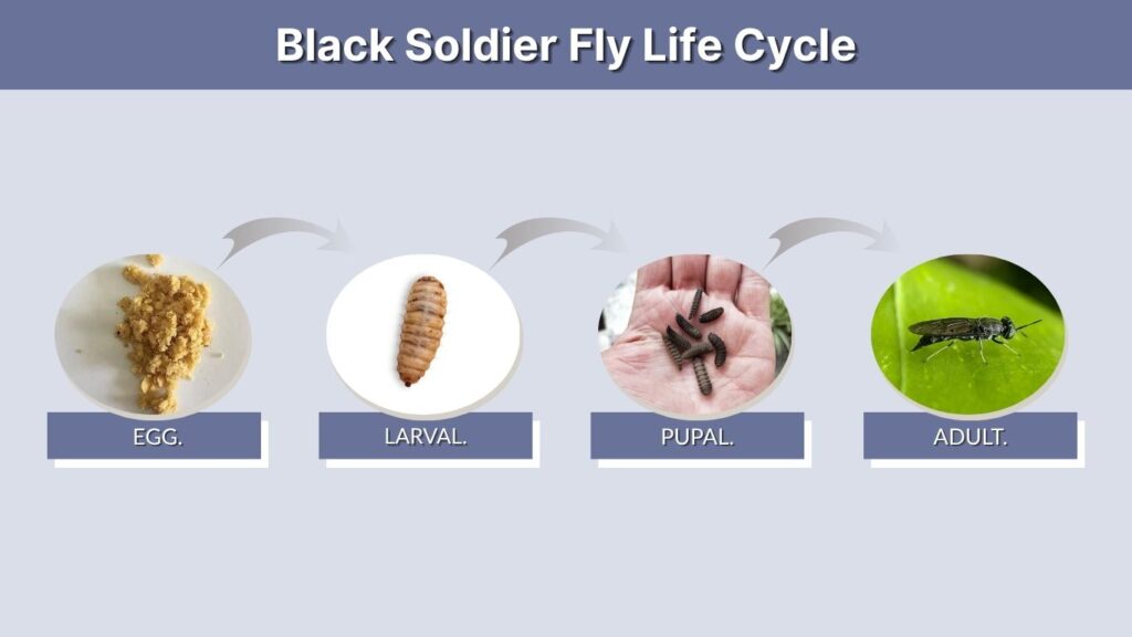 Black Soldier Fly Life Cycle