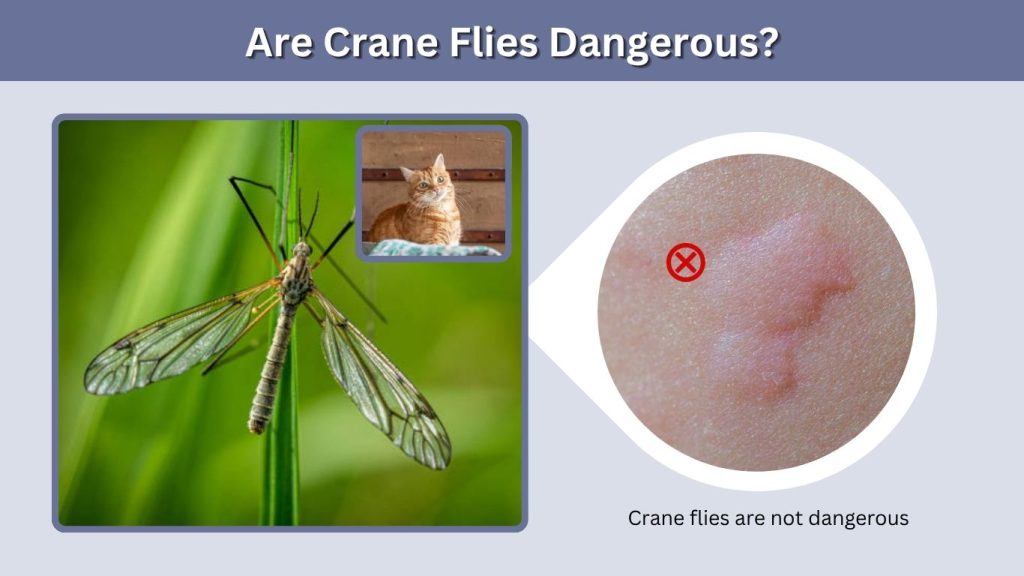 Are Crane Flies Dangerous?