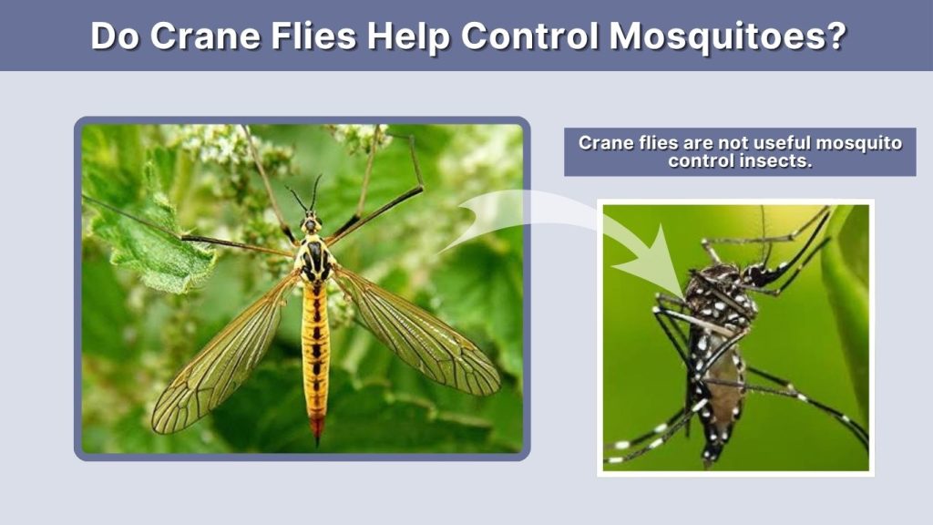 Do Crane Flies Help Control Mosquitoes?