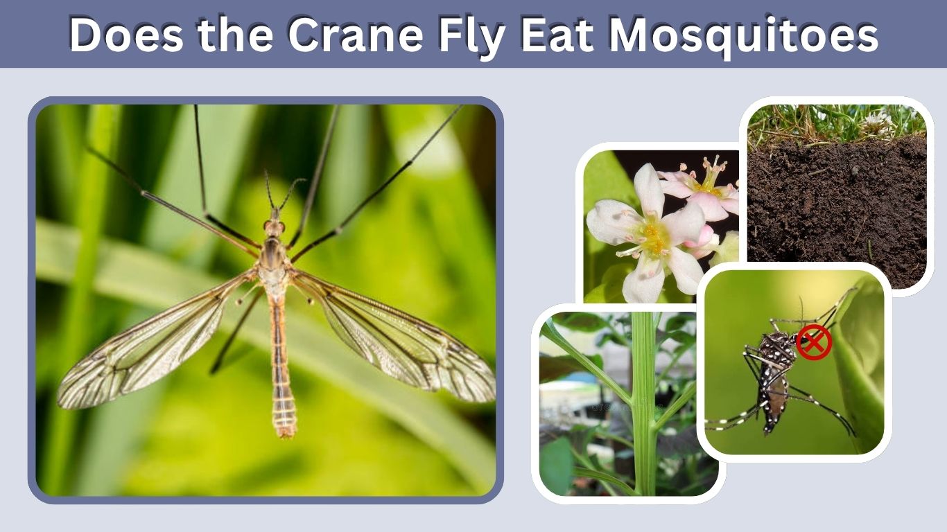 Does the Crane Fly Eat Mosquitoes? Myths, Facts and Diet