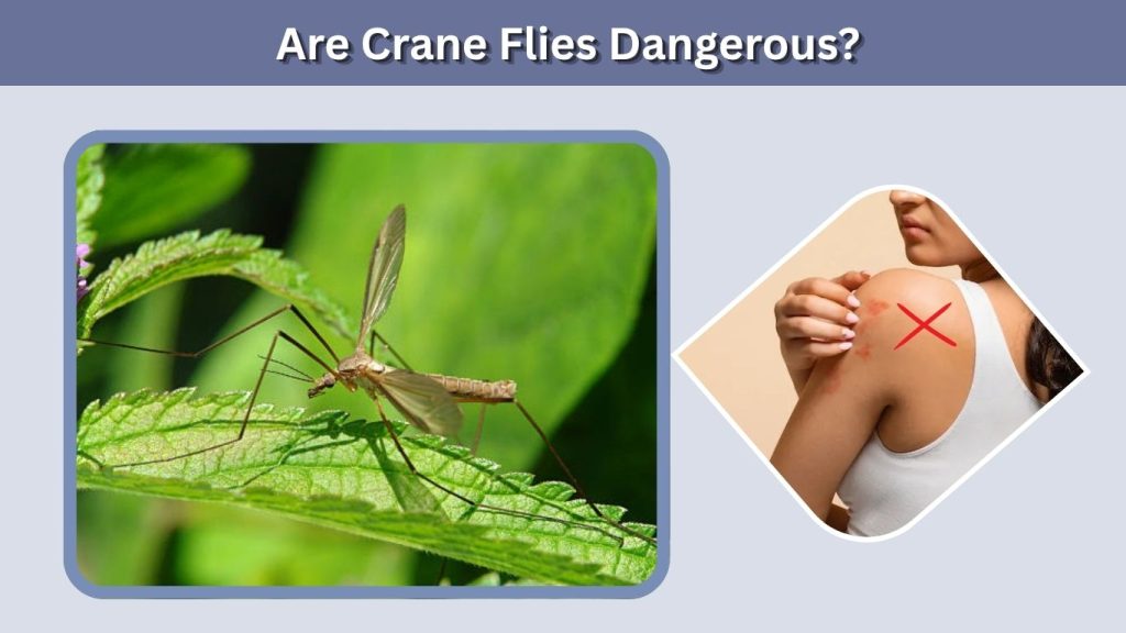 Are Crane Flies Dangerous?