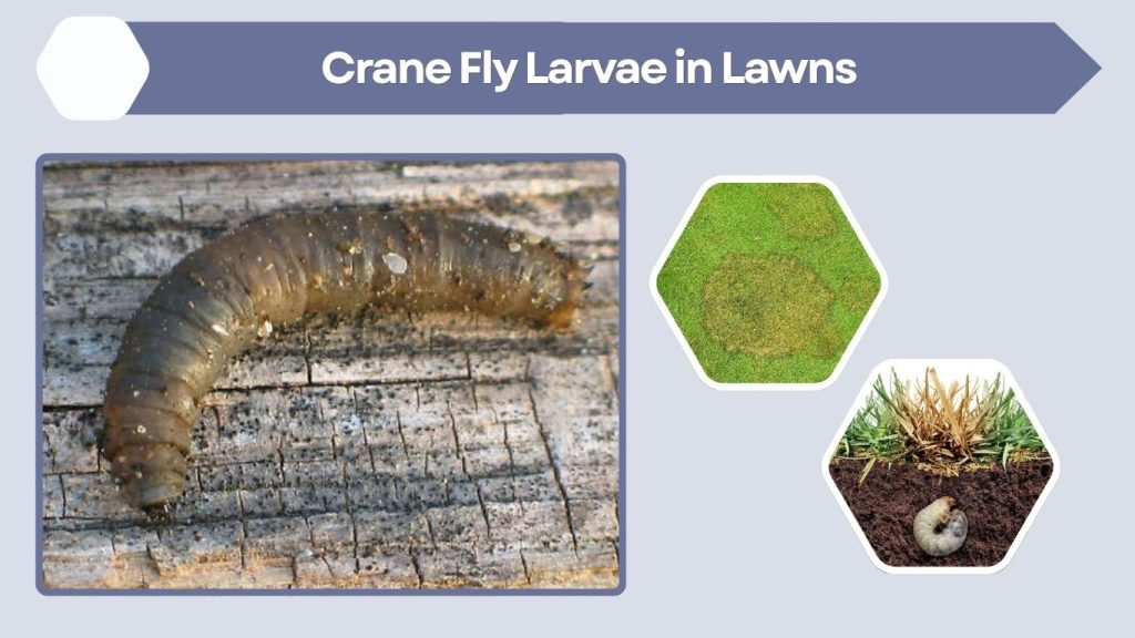 Crane Fly Larvae in Lawns