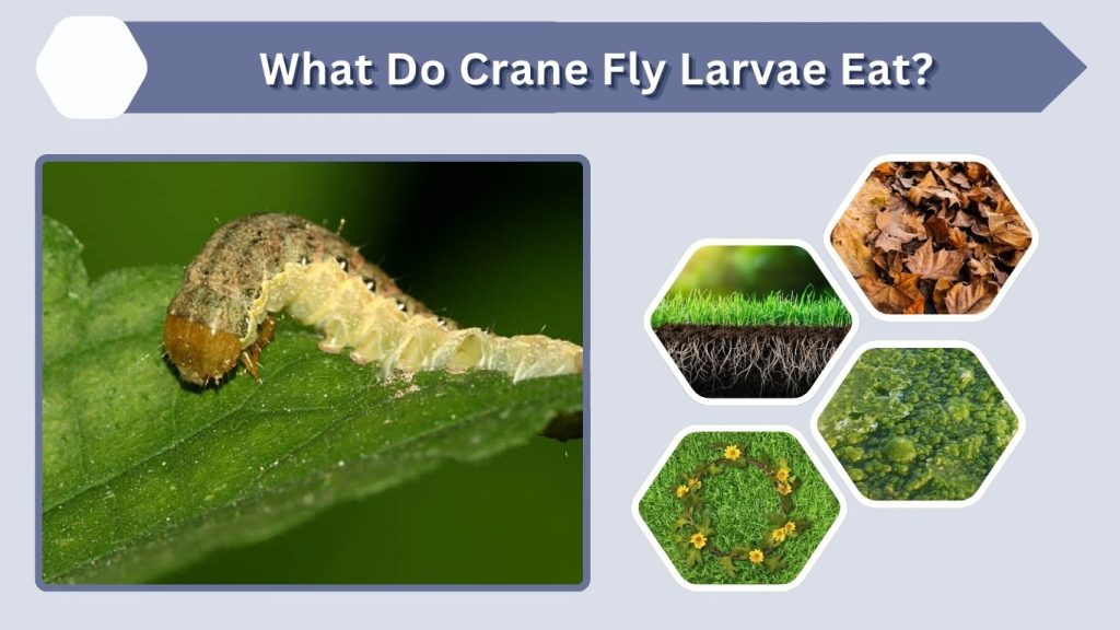 What Do Crane Fly Larvae Eat?
