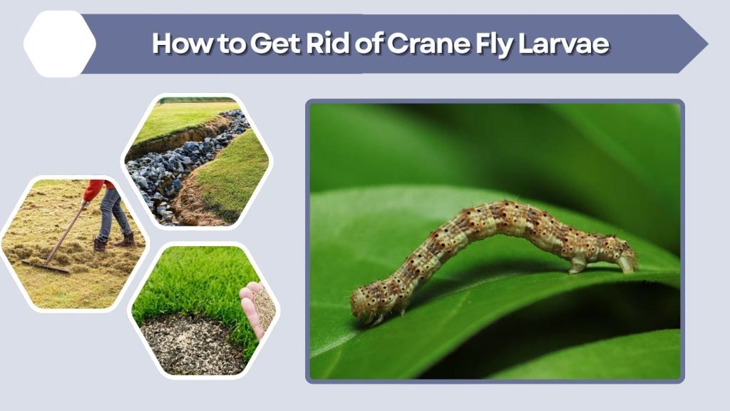 How to Get Rid of Crane Fly Larvae