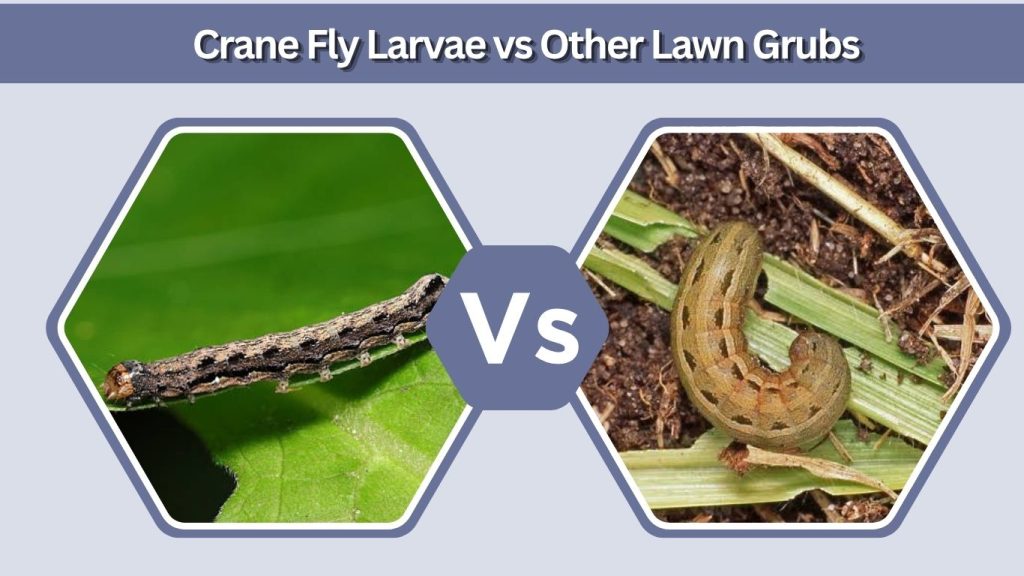 Crane Fly Larvae vs Other Lawn Grubs
