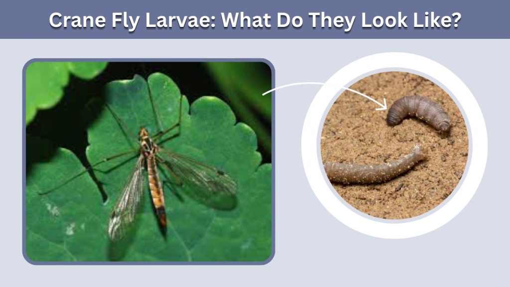 Crane Fly Larvae: What Do They Look Like?
