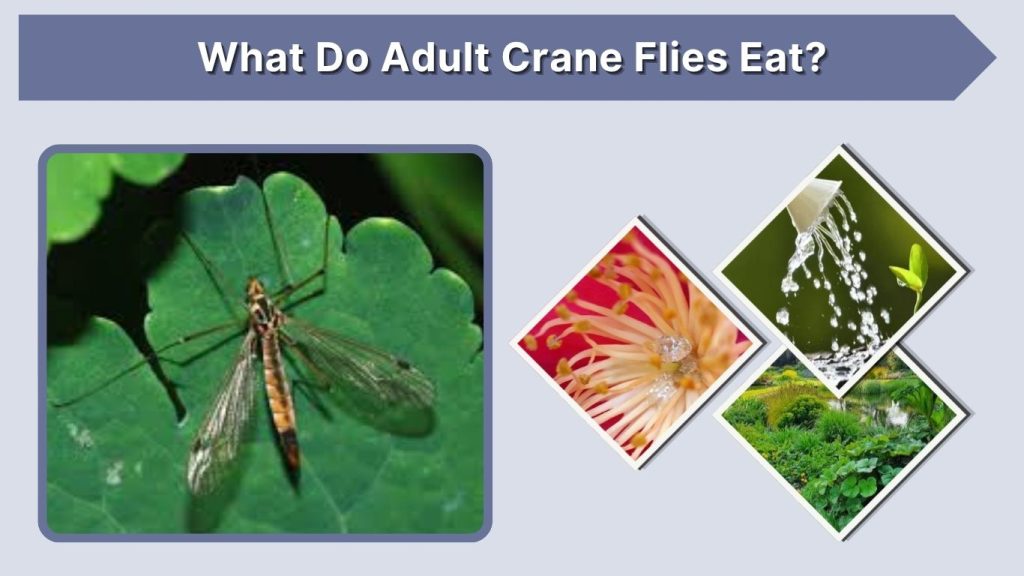 What Do Adult Crane Flies Eat?