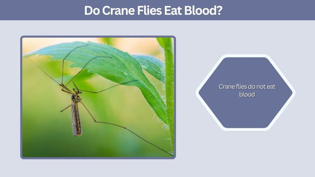 Do Crane Flies Eat Blood?