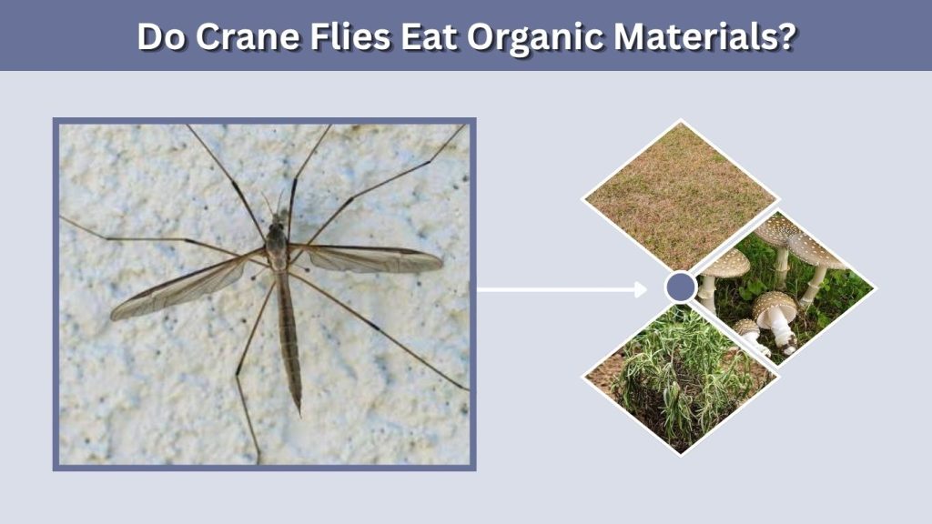Do Crane Flies Eat Organic Materials?
