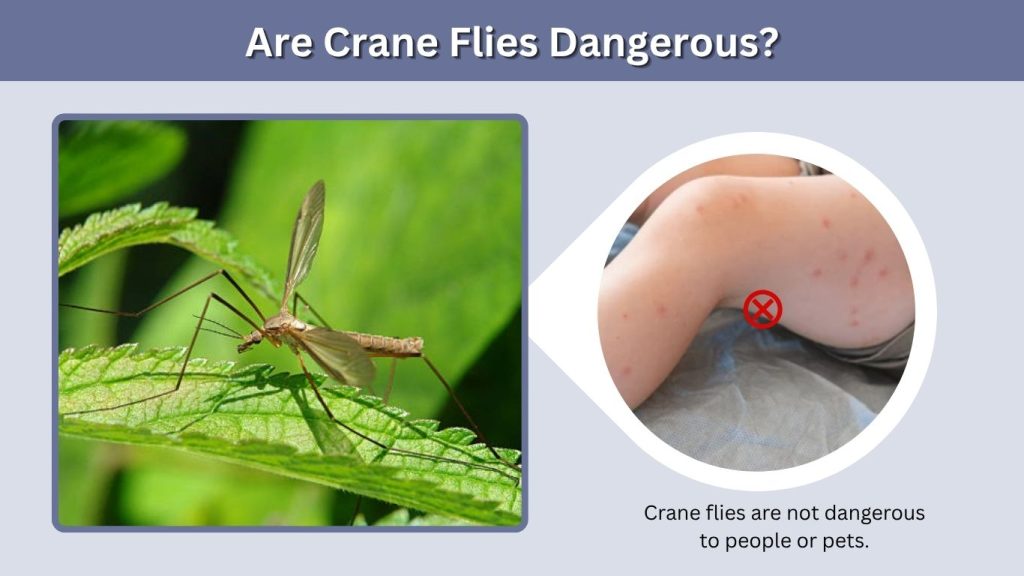 Are Crane Flies Dangerous?