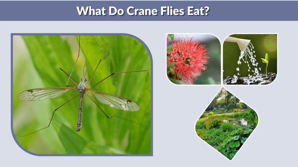 What Do Crane Flies Eat?