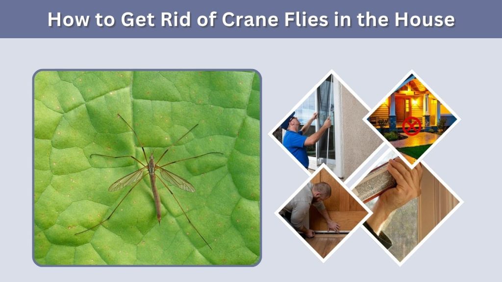 How to Get Rid of Crane Flies in the House