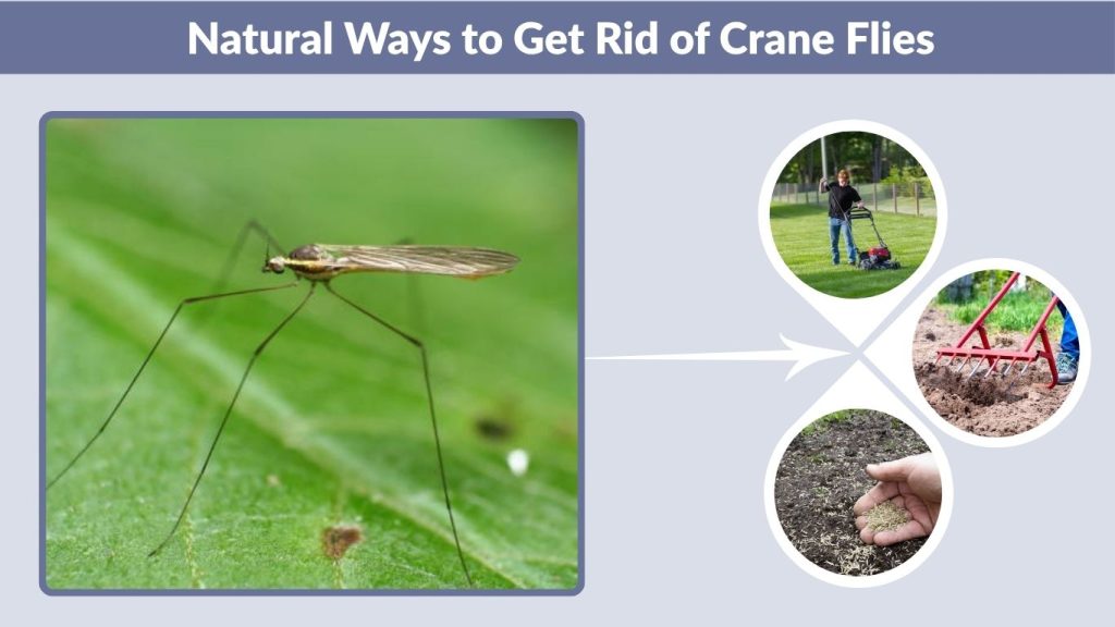 Natural Ways to Get Rid of Crane Flies