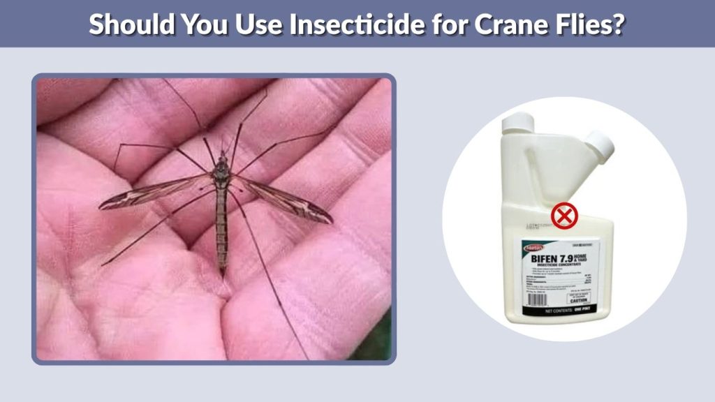 Should You Use Insecticide for Crane Flies?