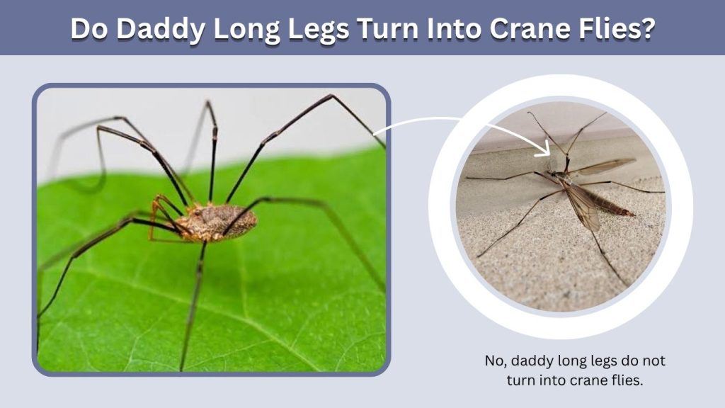 Do Daddy Long Legs Turn Into Crane Flies?