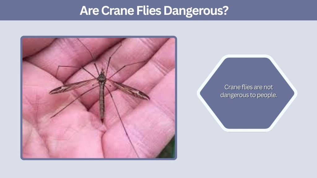 Are Crane Flies Dangerous?