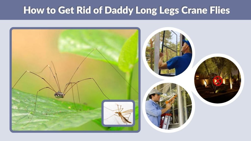 How to Get Rid of Daddy Long Legs Crane Flies