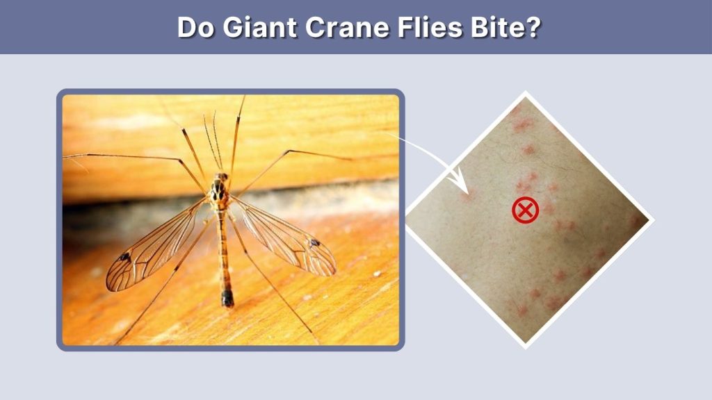 Do Giant Crane Flies Bite?