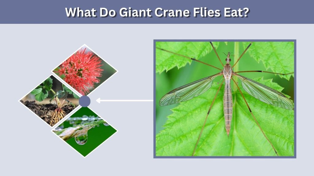 What Do Giant Crane Flies Eat?
