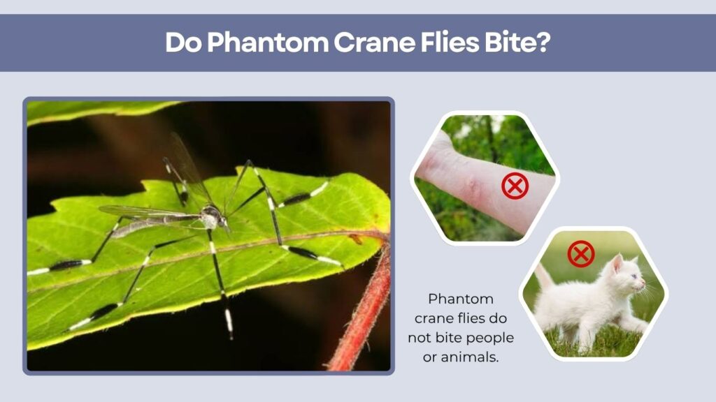 Do Phantom Crane Flies Bite?