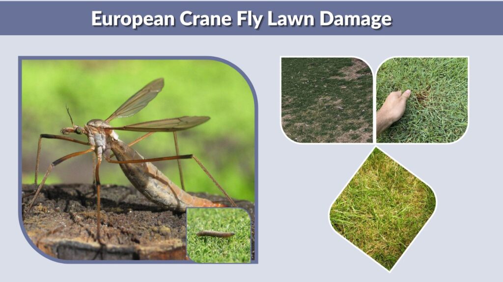 European Crane Fly Lawn Damage