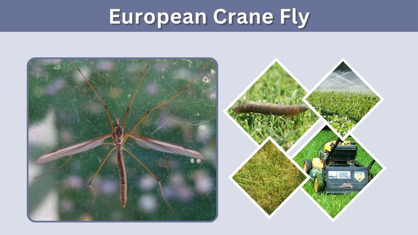 European Crane Fly: Larvae, Lawn Damage, and Control