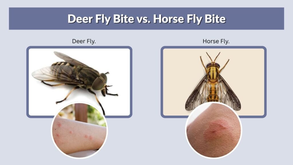Deer Fly Bite vs. Horse Fly Bite