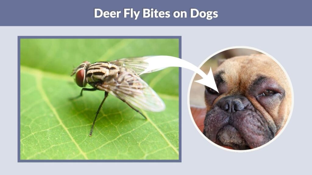 Deer Fly Bites on Dogs