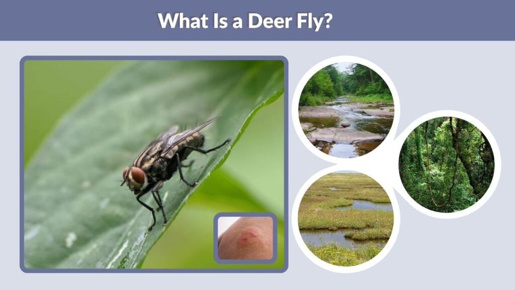 What Is a Deer Fly?