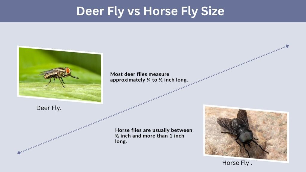 Deer Fly vs Horse Fly Size