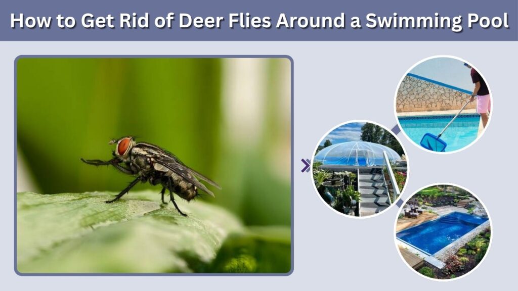 How to Get Rid of Deer Flies Around a Swimming Pool
