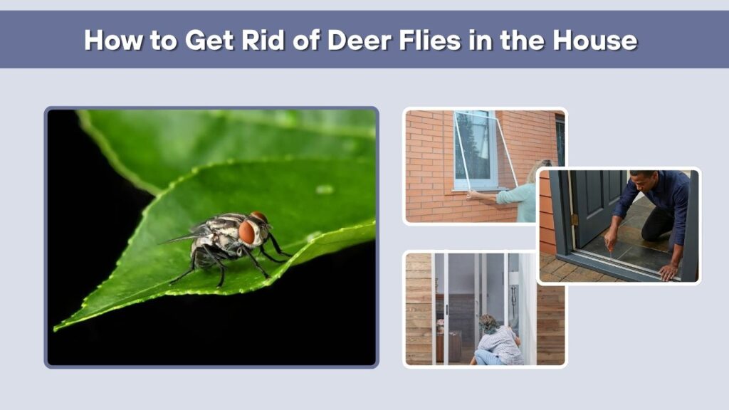 How to Get Rid of Deer Flies in the House