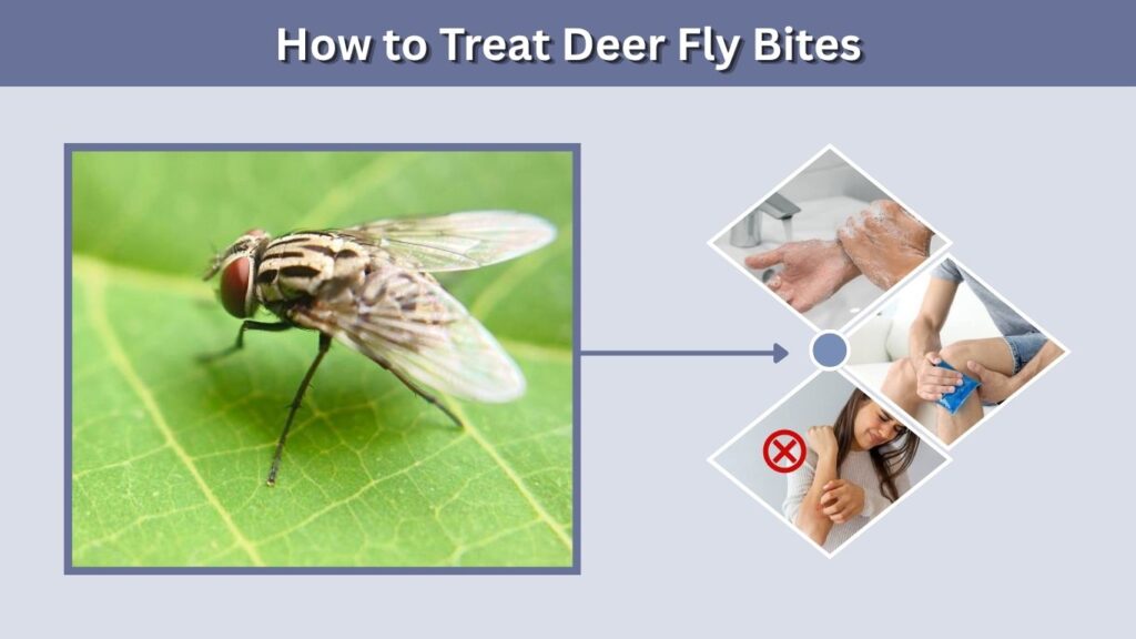 How to Treat Deer Fly Bites