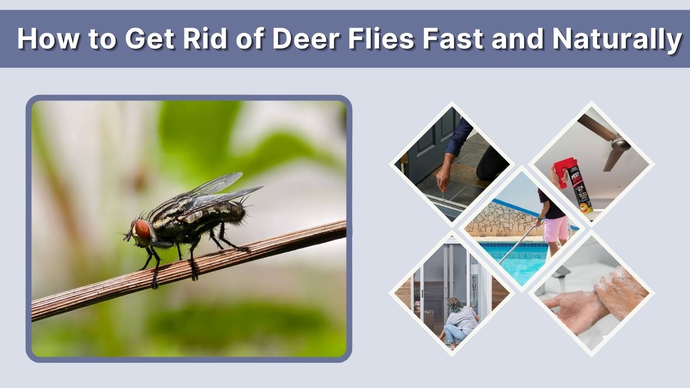How to Get Rid of Deer Flies Fast and Naturally
