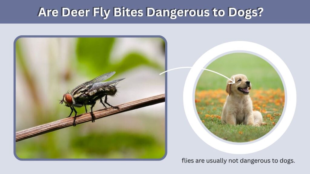 Are Deer Fly Bites Dangerous to Dogs?