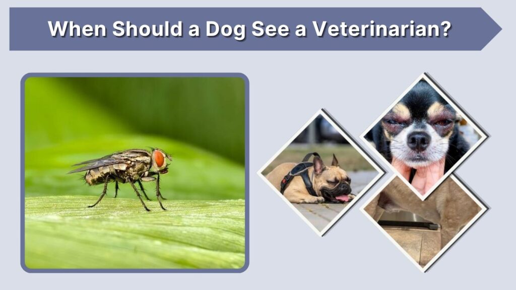 When Should a Dog See a Veterinarian?