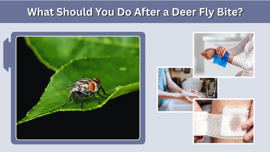 What Should You Do After a Deer Fly Bite?
