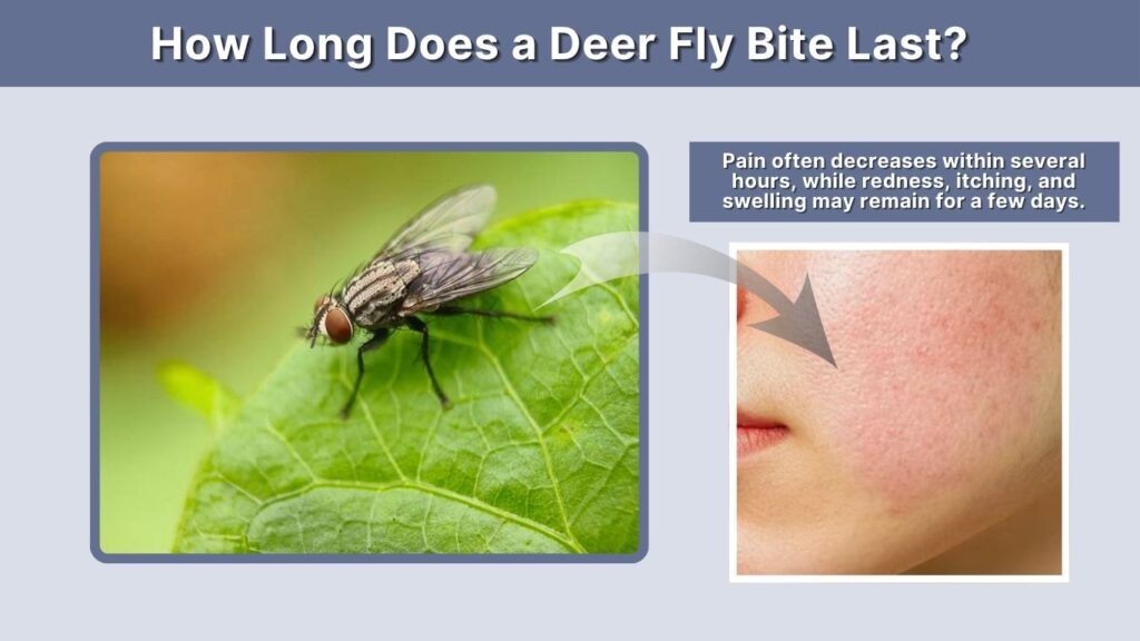 How Long Does a Deer Fly Bite Last?