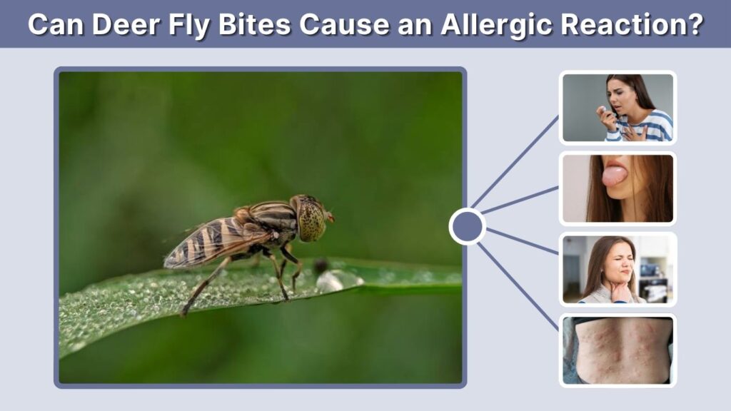 Can Deer Fly Bites Cause an Allergic Reaction?